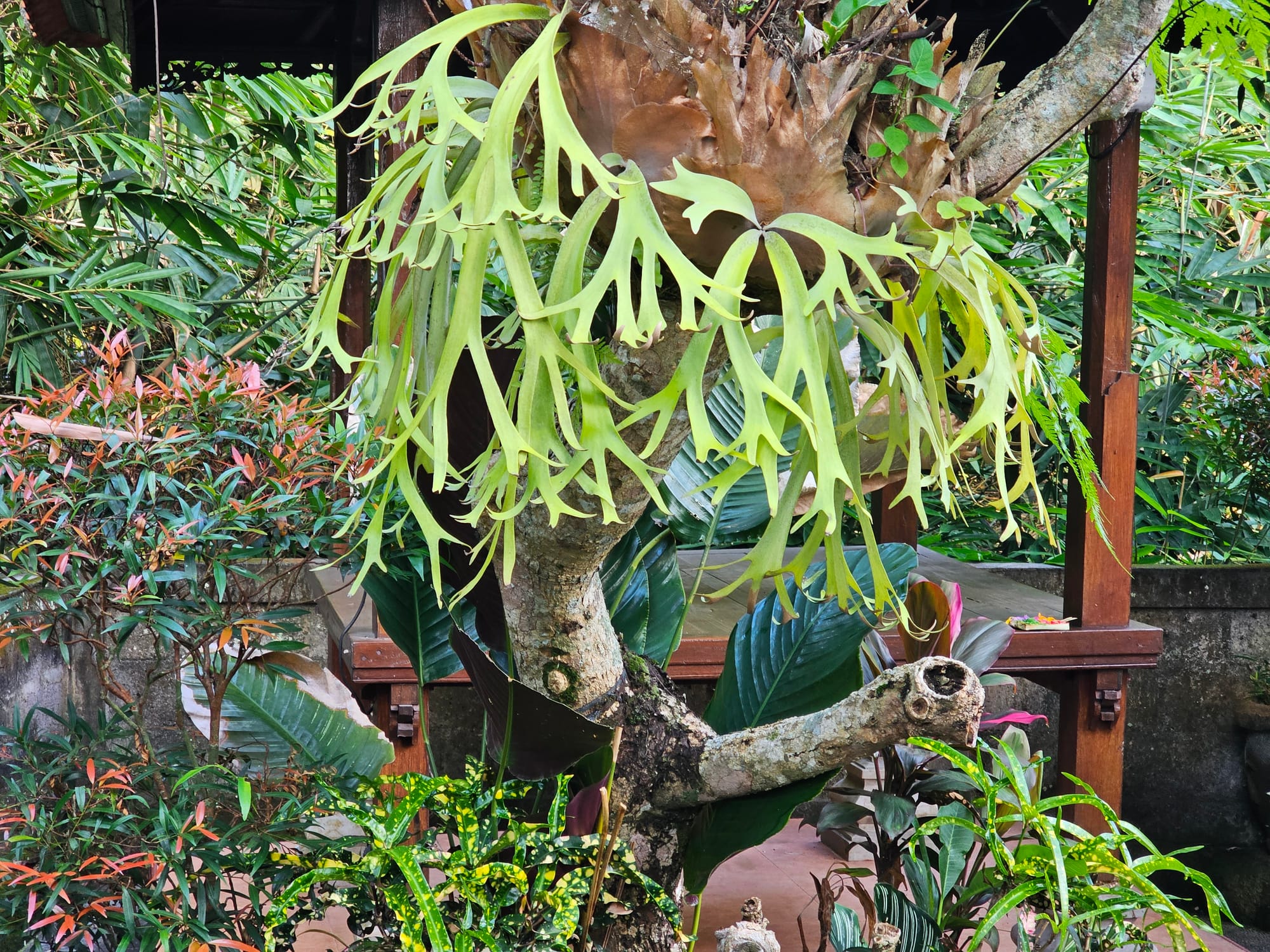 Bali
