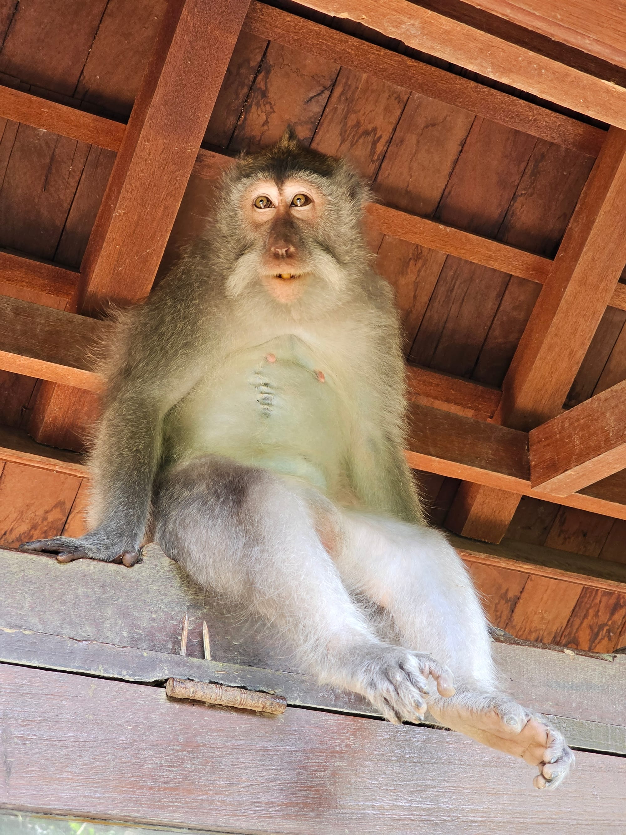 Bali
