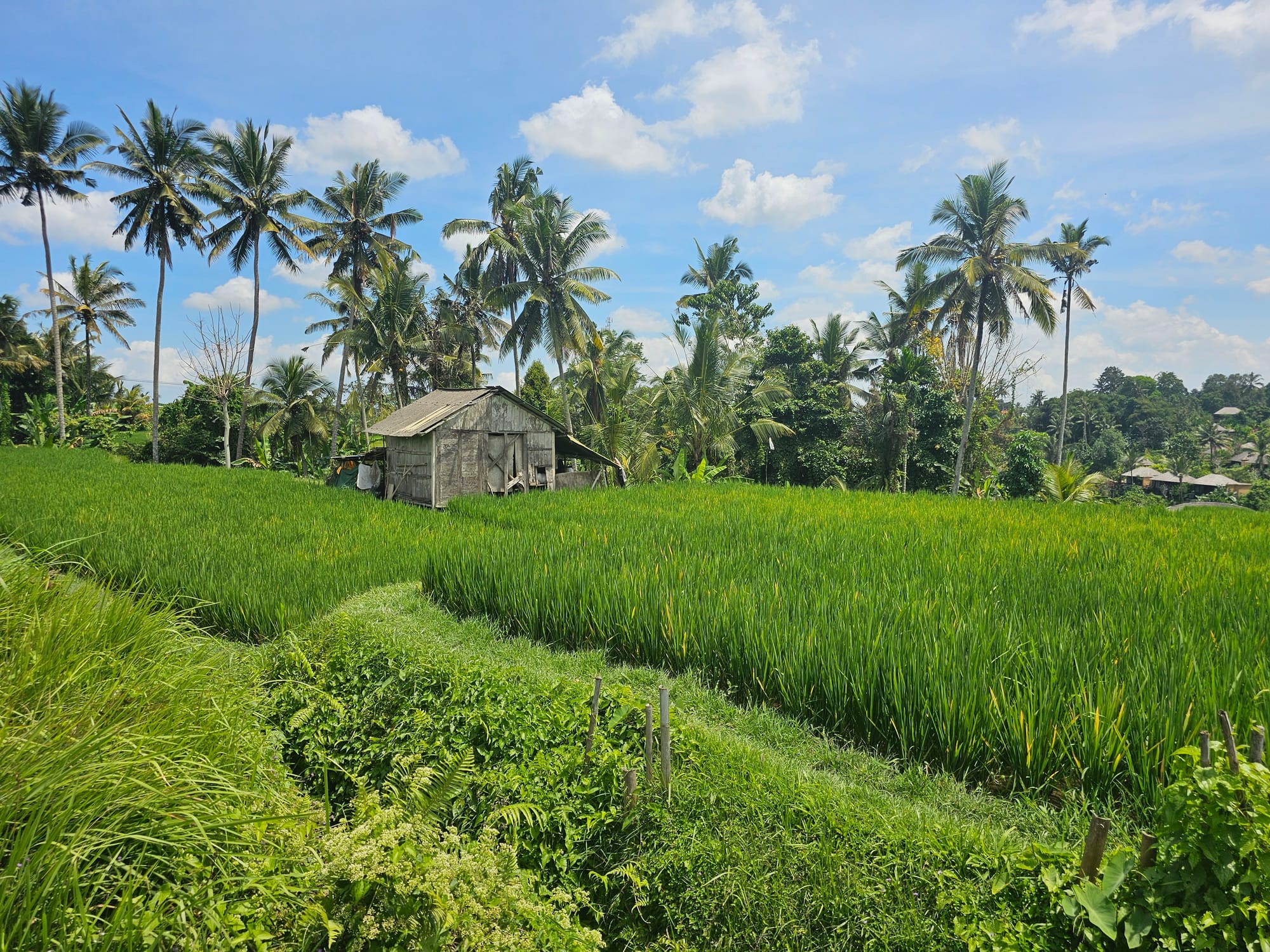 Bali