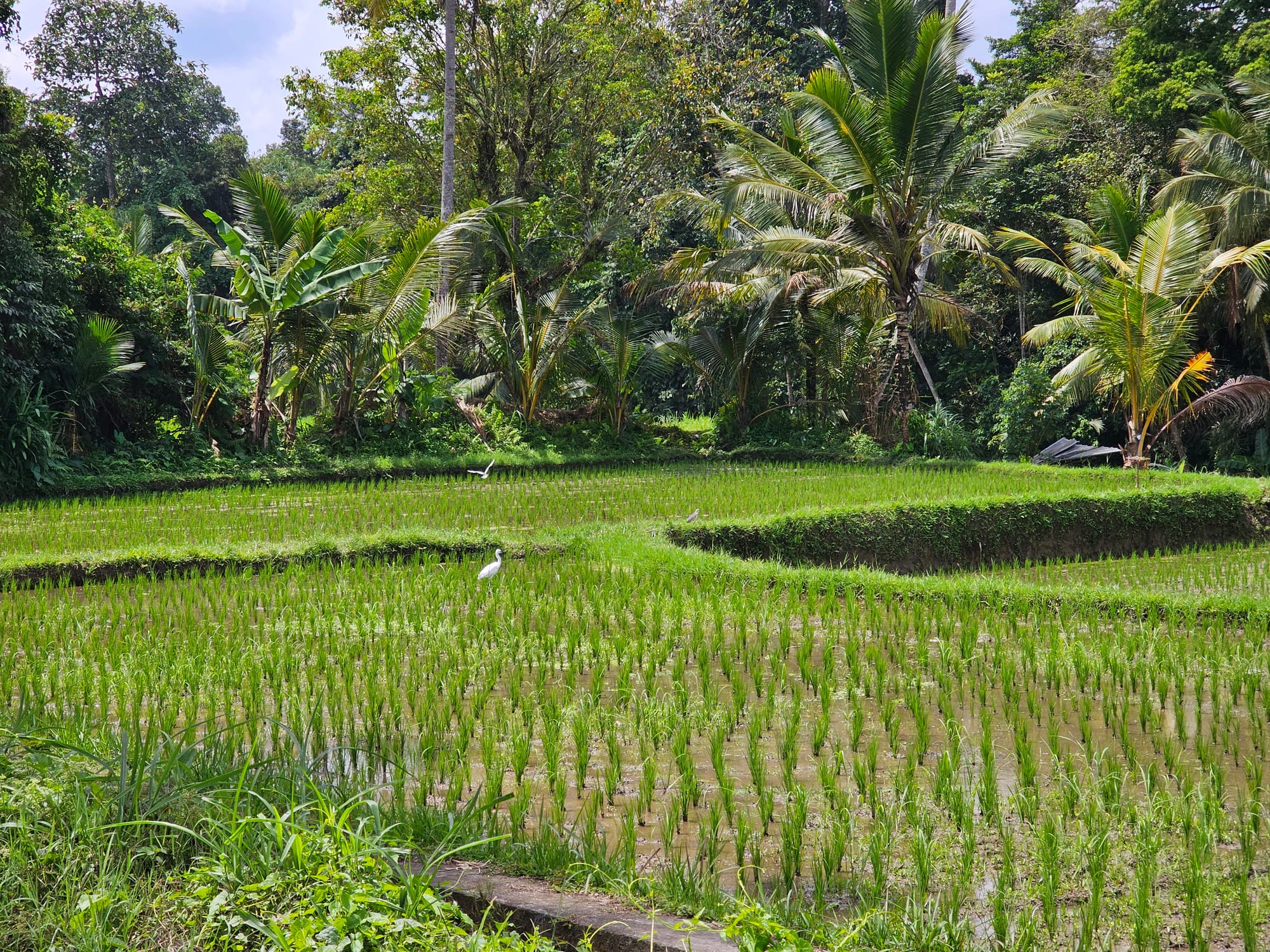 Bali