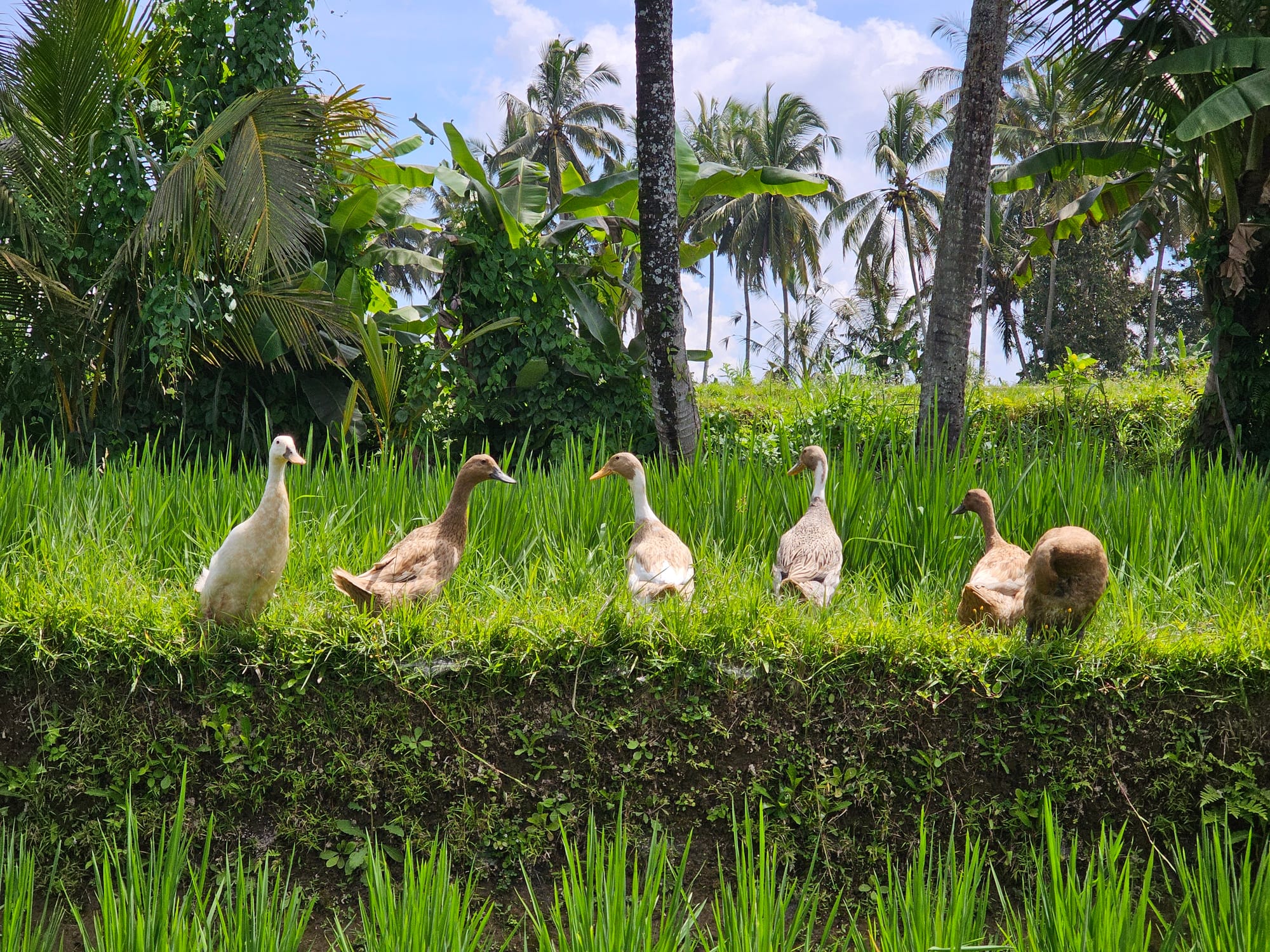 Bali