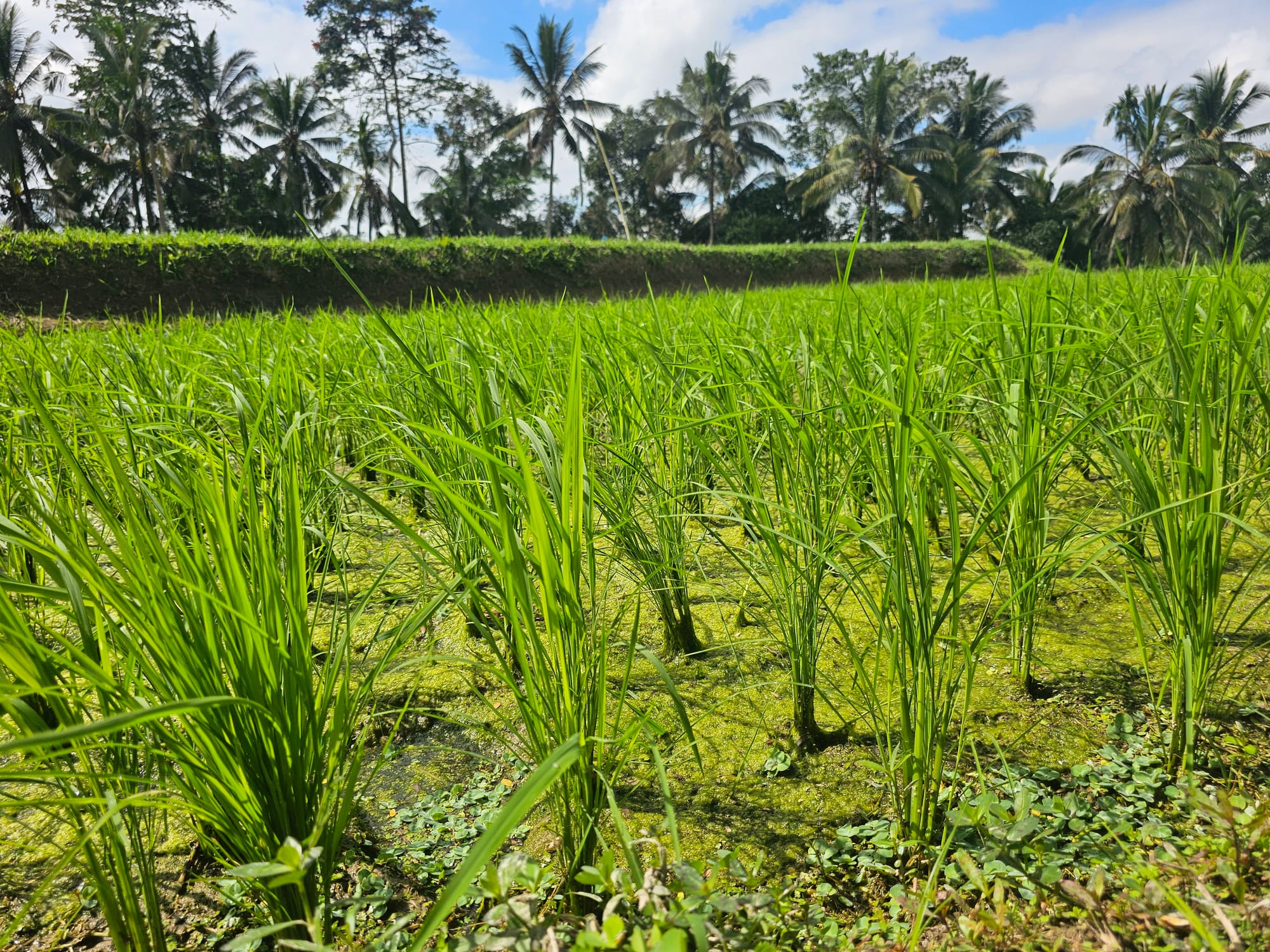 Bali