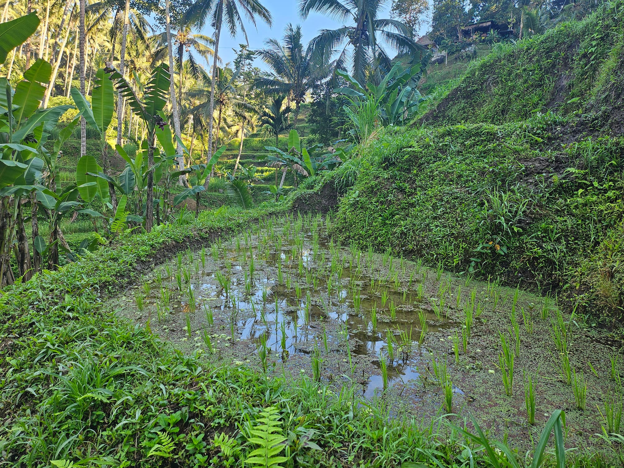 Bali