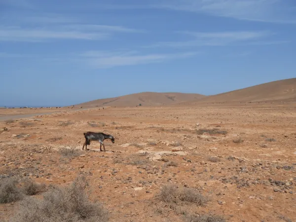 Fuerteventura