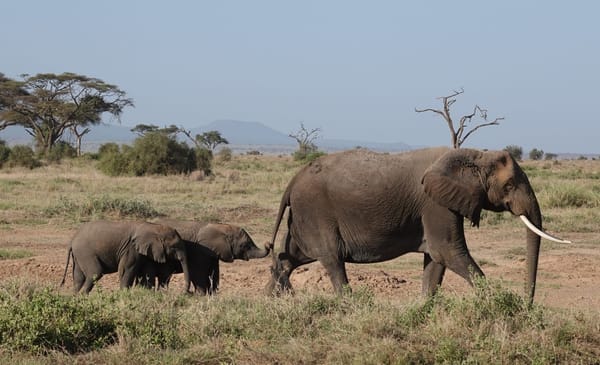 Kenya